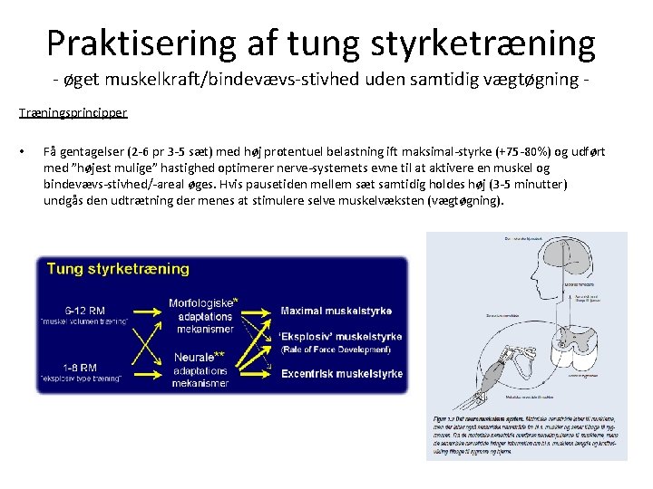 Praktisering af tung styrketræning - øget muskelkraft/bindevævs-stivhed uden samtidig vægtøgning - Træningsprincipper • Få