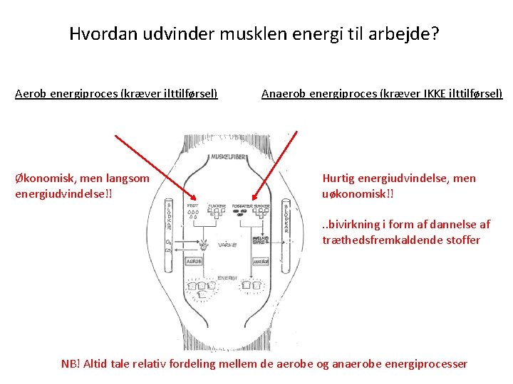 Hvordan udvinder musklen energi til arbejde? Aerob energiproces (kræver ilttilførsel) Økonomisk, men langsom energiudvindelse!!