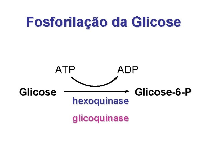 Fosforilação da Glicose ATP Glicose ADP hexoquinase glicoquinase Glicose-6 -P 