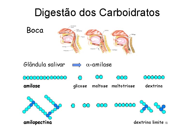 Digestão dos Carboidratos Boca Glândula salivar amilose amilopectina -amilase glicose maltotriose dextrina limite 