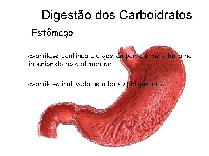 Digestão dos Carboidratos Estômago -amilase continua a digestão por até meia hora no interior