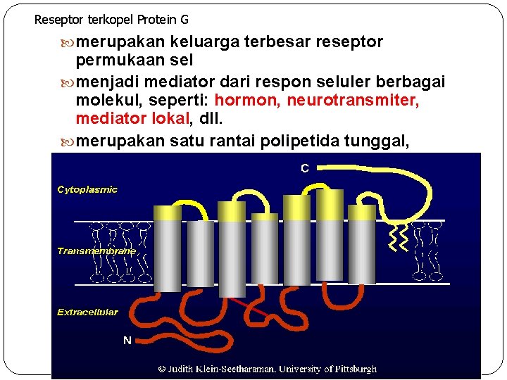 Reseptor terkopel Protein G merupakan keluarga terbesar reseptor permukaan sel menjadi mediator dari respon