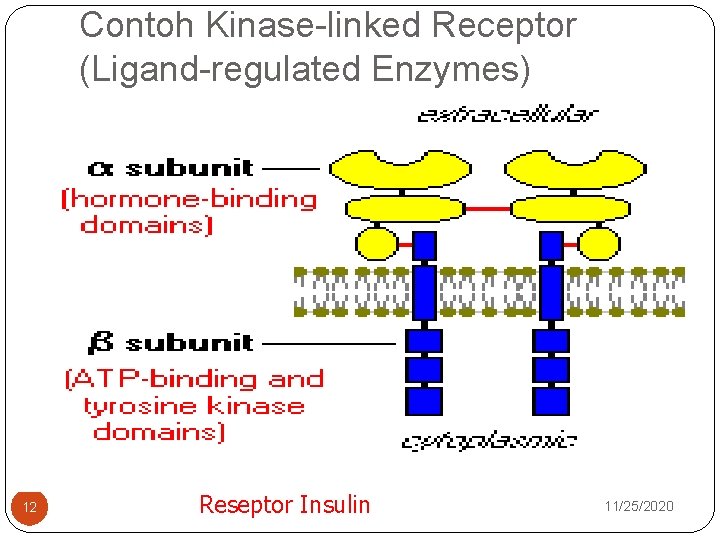 Contoh Kinase-linked Receptor (Ligand-regulated Enzymes) 12 Reseptor Insulin 11/25/2020 