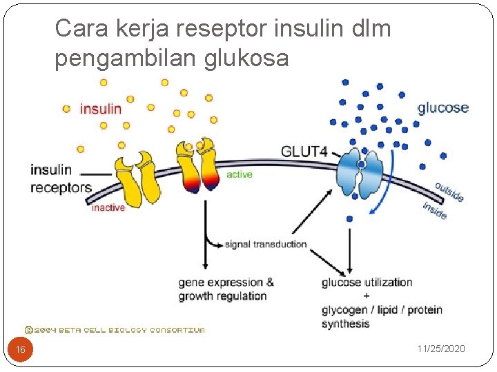 Cara kerja reseptor insulin dlm pengambilan glukosa 16 11/25/2020 