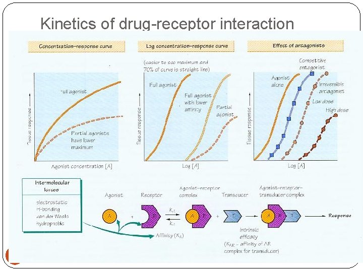 Kinetics of drug-receptor interaction 24 11/25/2020 