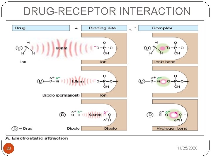 DRUG-RECEPTOR INTERACTION 28 11/25/2020 