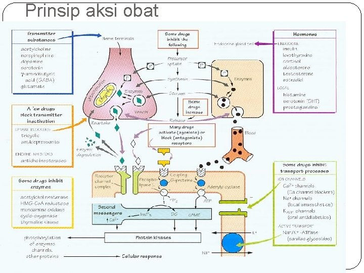 Prinsip aksi obat 3 11/25/2020 