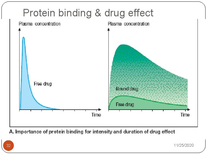 Protein binding & drug effect 32 11/25/2020 