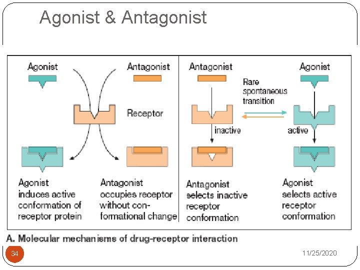 Agonist & Antagonist 34 11/25/2020 