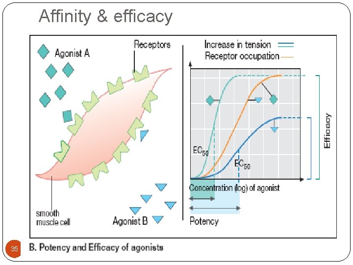 Affinity & efficacy 35 11/25/2020 