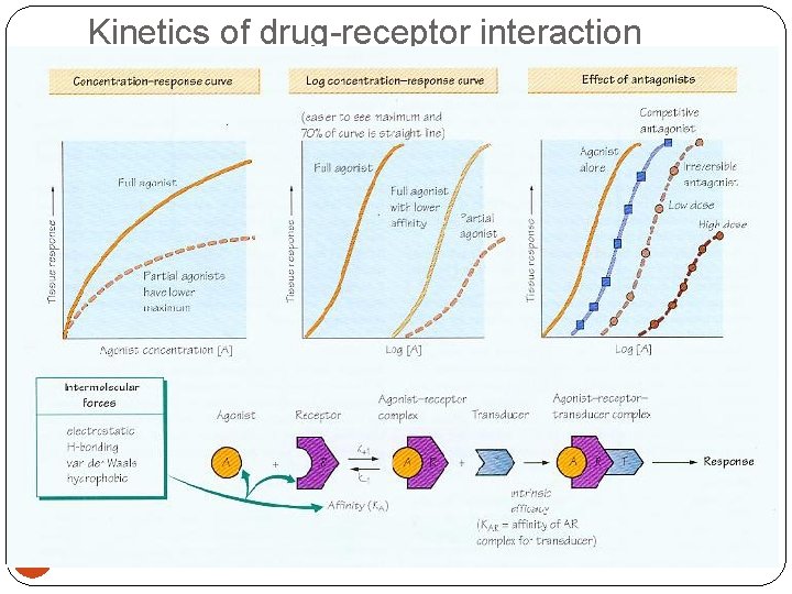 Kinetics of drug-receptor interaction 38 11/25/2020 