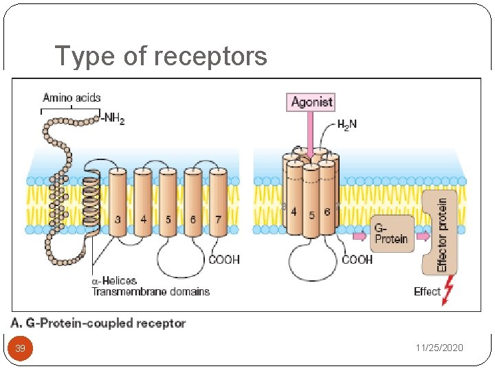 Type of receptors 39 11/25/2020 