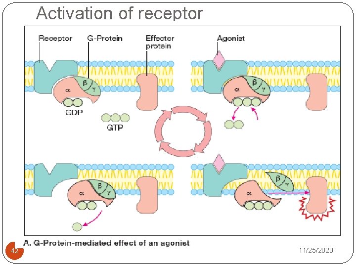 Activation of receptor 42 11/25/2020 