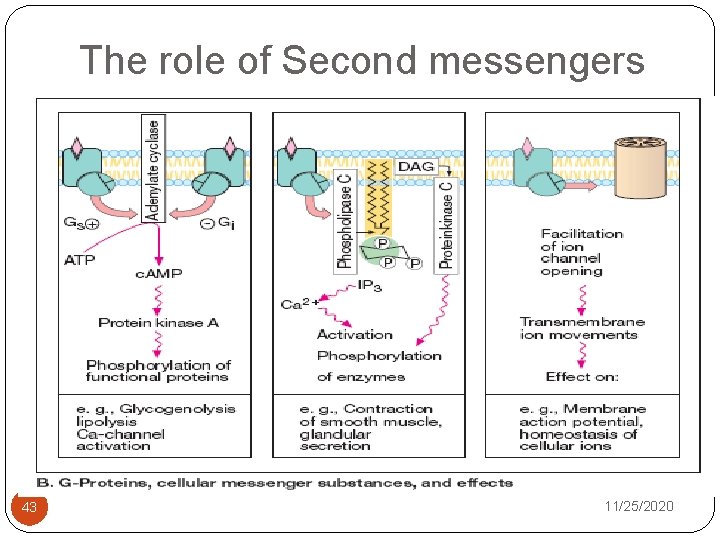 The role of Second messengers 43 11/25/2020 