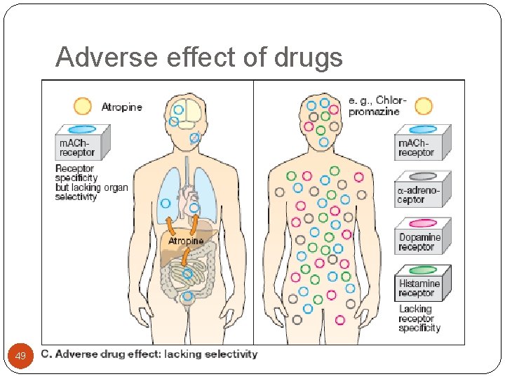 Adverse effect of drugs 49 11/25/2020 