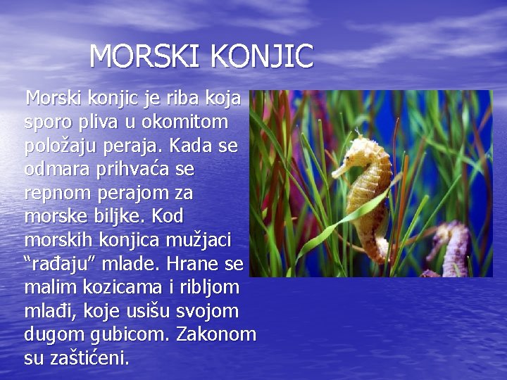 MORSKI KONJIC Morski konjic je riba koja sporo pliva u okomitom položaju peraja. Kada