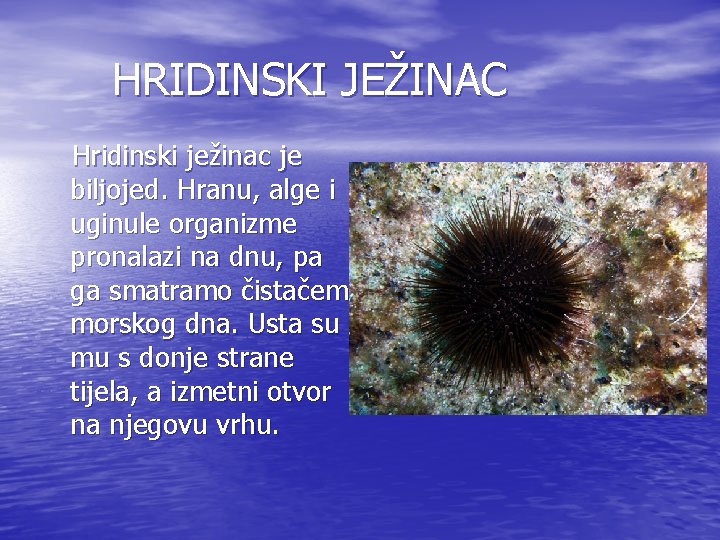 HRIDINSKI JEŽINAC Hridinski ježinac je biljojed. Hranu, alge i uginule organizme pronalazi na dnu,