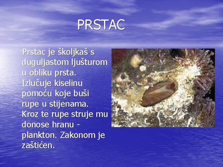 PRSTAC Prstac je školjkaš s duguljastom ljušturom u obliku prsta. Izlučuje kiselinu pomoću koje