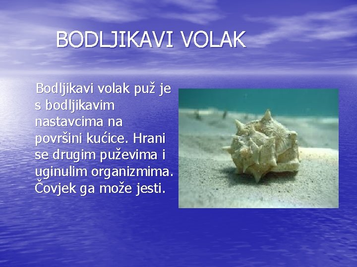 BODLJIKAVI VOLAK Bodljikavi volak puž je s bodljikavim nastavcima na površini kućice. Hrani se