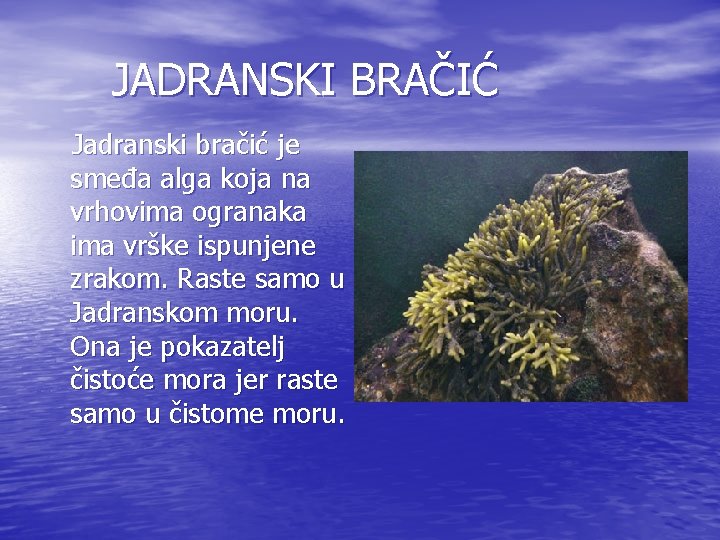 JADRANSKI BRAČIĆ Jadranski bračić je smeđa alga koja na vrhovima ogranaka ima vrške ispunjene