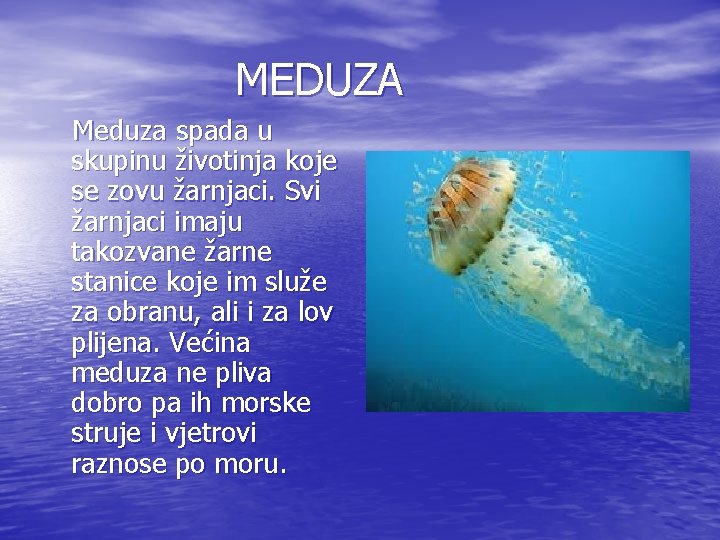 MEDUZA Meduza spada u skupinu životinja koje se zovu žarnjaci. Svi žarnjaci imaju takozvane