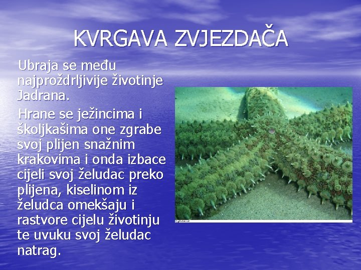 KVRGAVA ZVJEZDAČA Ubraja se među najproždrljivije životinje Jadrana. Hrane se ježincima i školjkašima one