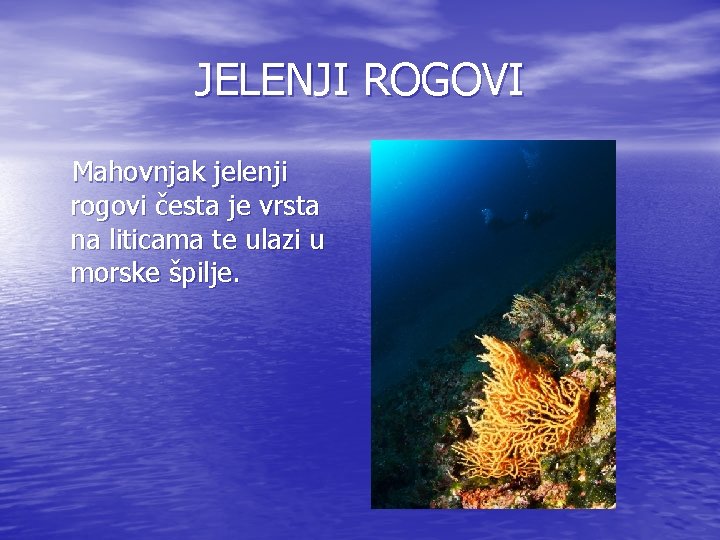 JELENJI ROGOVI Mahovnjak jelenji rogovi česta je vrsta na liticama te ulazi u morske