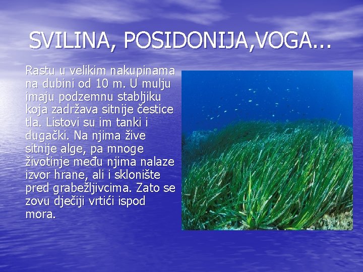 SVILINA, POSIDONIJA, VOGA. . . Rastu u velikim nakupinama na dubini od 10 m.