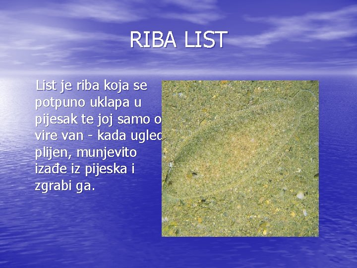 RIBA LIST List je riba koja se potpuno uklapa u pijesak te joj samo