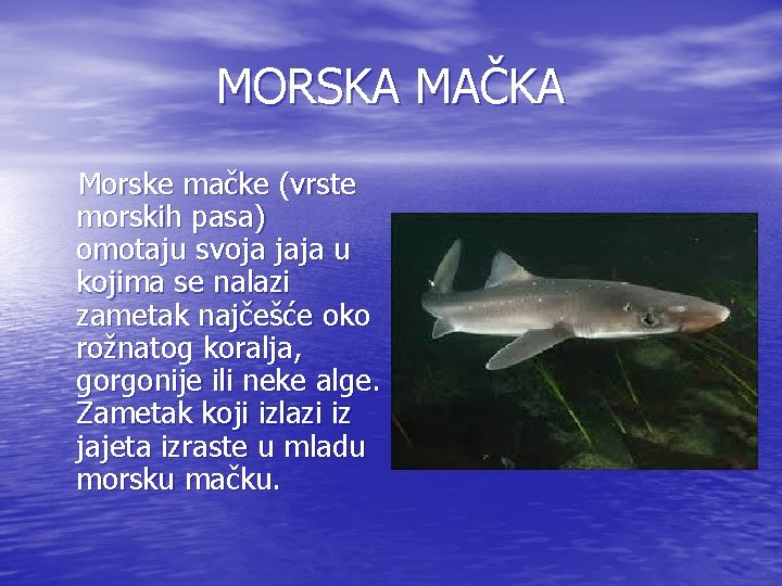 MORSKA MAČKA Morske mačke (vrste morskih pasa) omotaju svoja jaja u kojima se nalazi