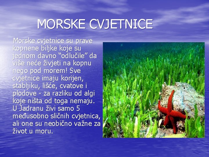 MORSKE CVJETNICE Morske cvjetnice su prave kopnene biljke koje su jednom davno “odlučile” da