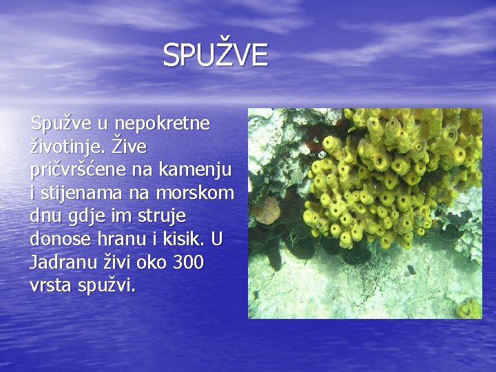 SPUŽVE Spužve u nepokretne životinje. Žive pričvršćene na kamenju i stijenama na morskom dnu