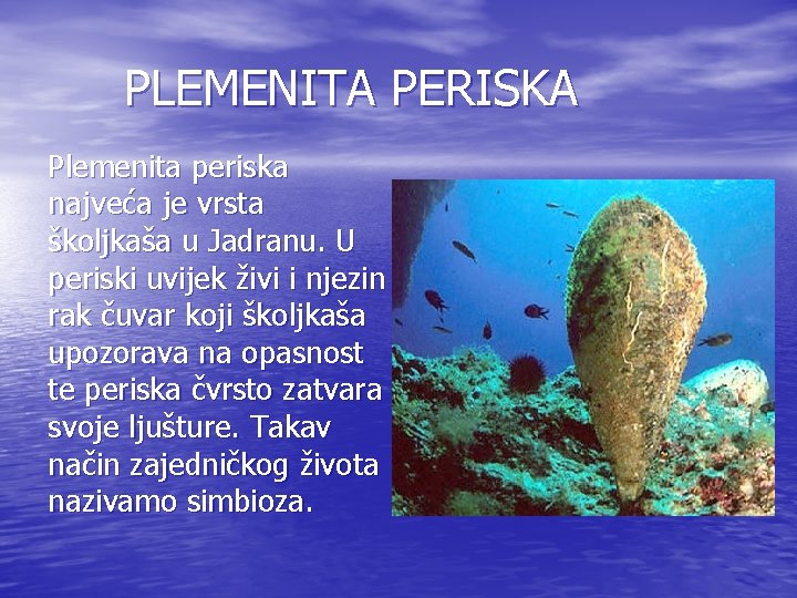 PLEMENITA PERISKA Plemenita periska najveća je vrsta školjkaša u Jadranu. U periski uvijek živi