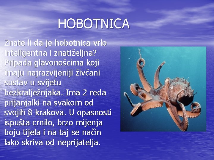 HOBOTNICA Znate li da je hobotnica vrlo inteligentna i znatiželjna? Pripada glavonošcima koji imaju