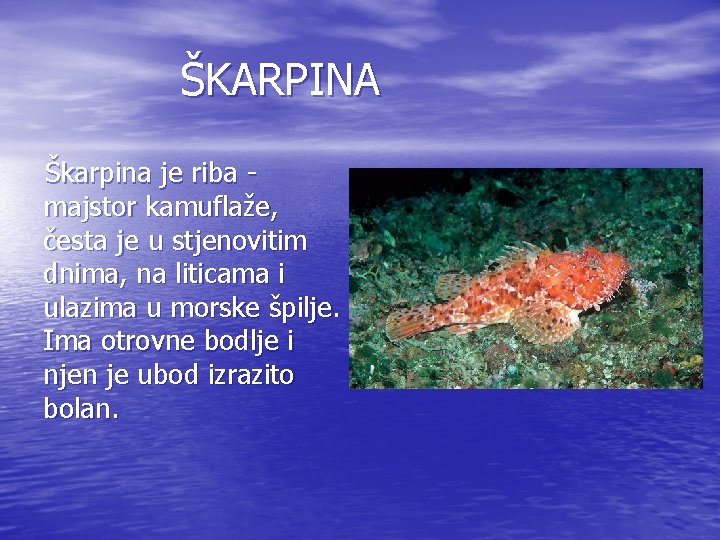 ŠKARPINA Škarpina je riba majstor kamuflaže, česta je u stjenovitim dnima, na liticama i