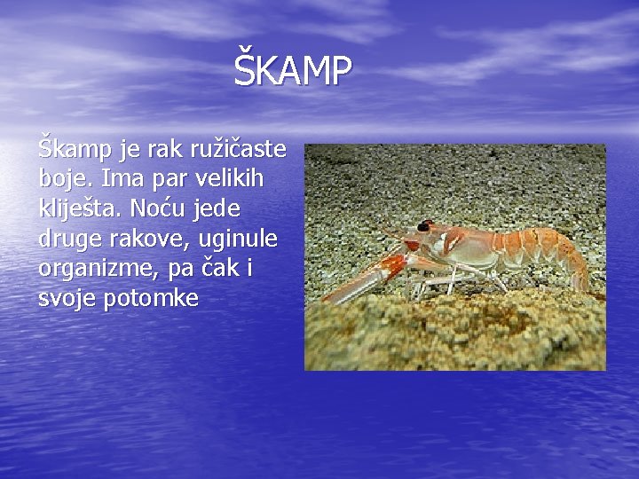 ŠKAMP Škamp je rak ružičaste boje. Ima par velikih kliješta. Noću jede druge rakove,