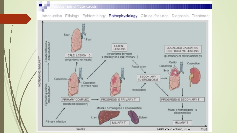 (Mohamed Zakaria, 2014) 