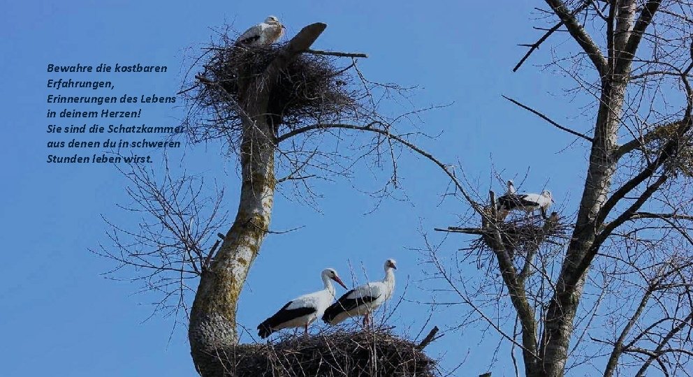 Bewahre die kostbaren Erfahrungen, Erinnerungen des Lebens in deinem Herzen! Sie sind die Schatzkammer