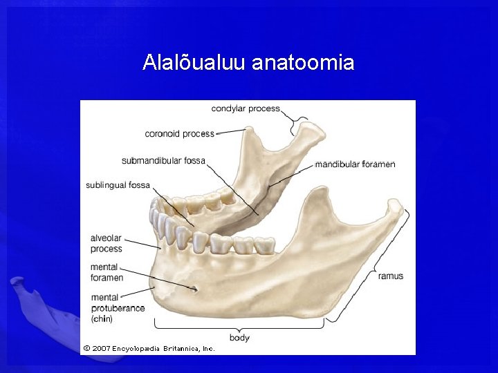 Alalõualuu anatoomia 