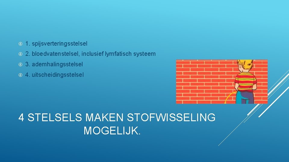  1. spijsverteringsstelsel 2. bloedvatenstelsel, inclusief lymfatisch systeem 3. ademhalingsstelsel 4. uitscheidingsstelsel 4 STELSELS