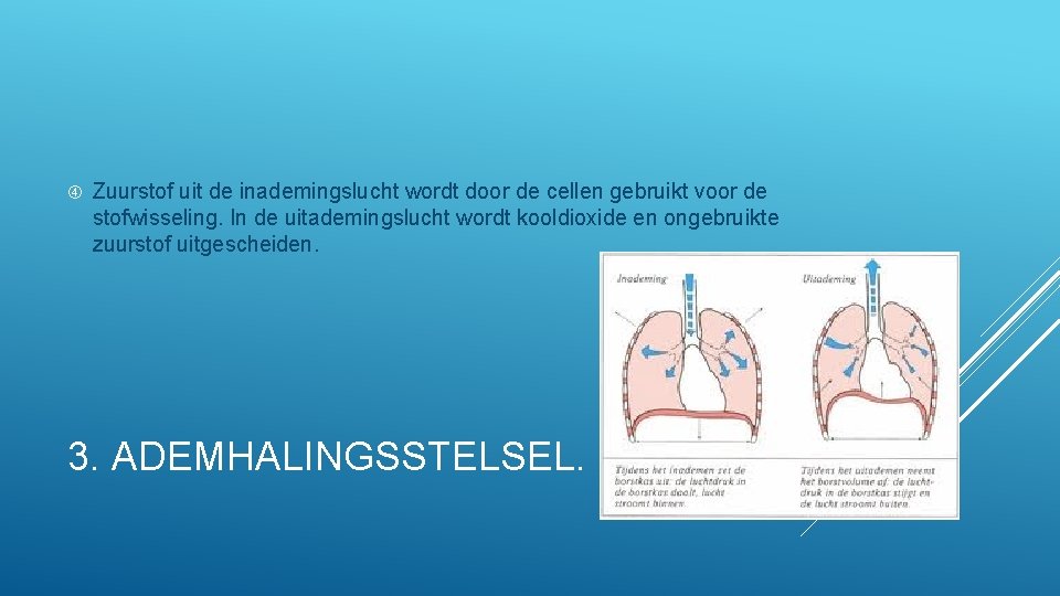  Zuurstof uit de inademingslucht wordt door de cellen gebruikt voor de stofwisseling. In