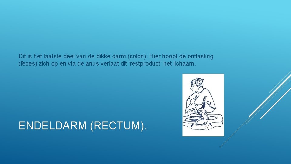 Dit is het laatste deel van de dikke darm (colon). Hier hoopt de ontlasting