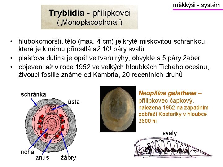 Tryblidia - přílipkovci měkkýši - systém („Monoplacophora“) • hlubokomořští, tělo (max. 4 cm) je