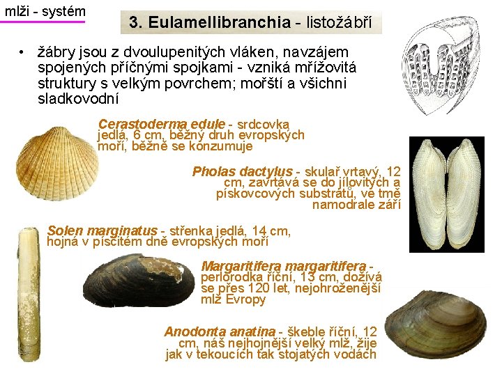 mlži - systém 3. Eulamellibranchia - listožábří • žábry jsou z dvoulupenitých vláken, navzájem