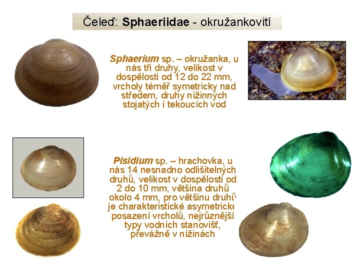 Čeleď: Sphaeriidae - okružankovití Sphaerium sp. – okružanka, u nás tři druhy, velikost v