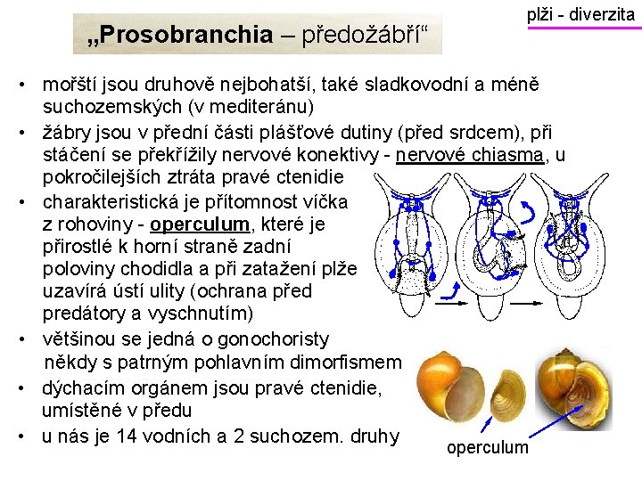 „Prosobranchia – předožábří“ plži - diverzita • mořští jsou druhově nejbohatší, také sladkovodní a