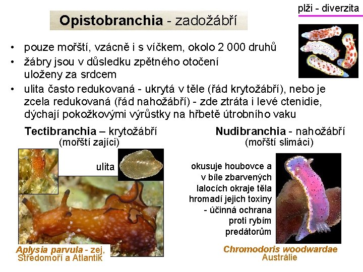 plži - diverzita Opistobranchia - zadožábří • pouze mořští, vzácně i s víčkem, okolo