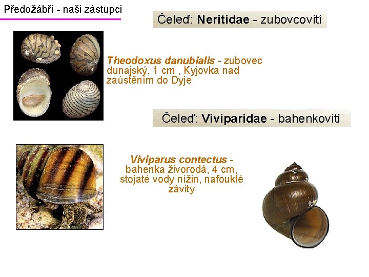 Předožábří - naši zástupci Čeleď: Neritidae - zubovcovití Theodoxus danubialis - zubovec dunajský, 1