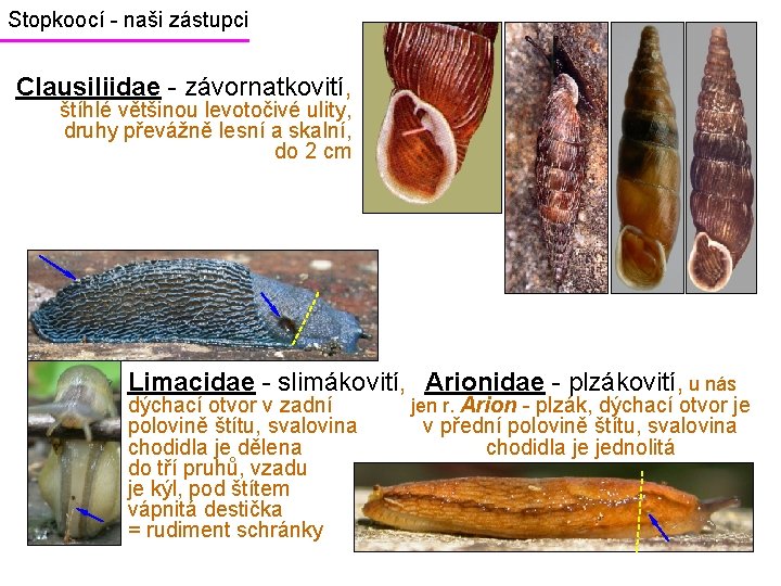 Stopkoocí - naši zástupci Clausiliidae - závornatkovití, štíhlé většinou levotočivé ulity, druhy převážně lesní