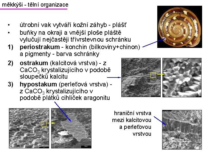 měkkýši - tělní organizace • • útrobní vak vytváří kožní záhyb - plášť buňky